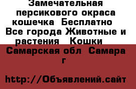 Замечательная персикового окраса кошечка. Бесплатно - Все города Животные и растения » Кошки   . Самарская обл.,Самара г.